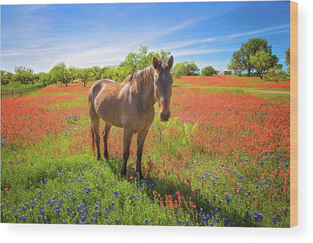 Texas Hill Country Wood Print featuring the photograph Living in the Land of Oz by Lynn Bauer
