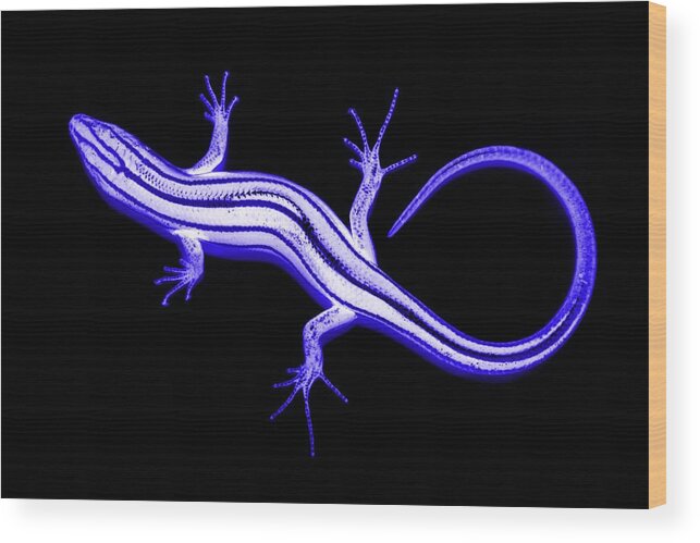 Landscape Wood Print featuring the photograph Lizard with Negative Attitude by Morgan Carter