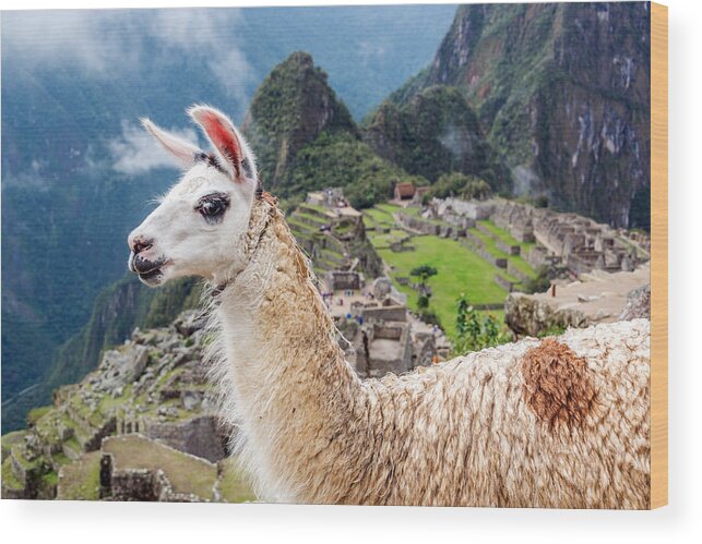 Machu Picchu Wood Print featuring the photograph Llama at Machu Picchu by Jess Kraft
