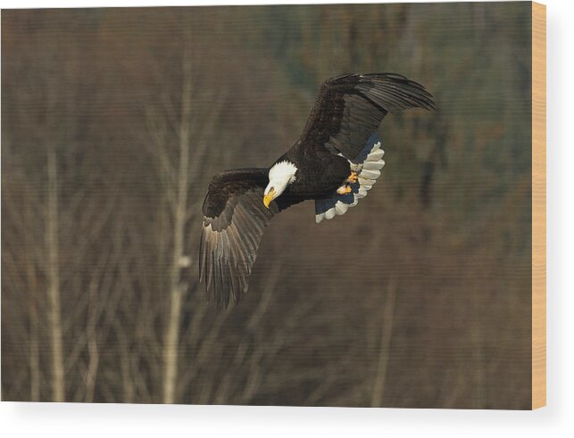 Eagle Wood Print featuring the photograph Locked on Target by Shari Sommerfeld