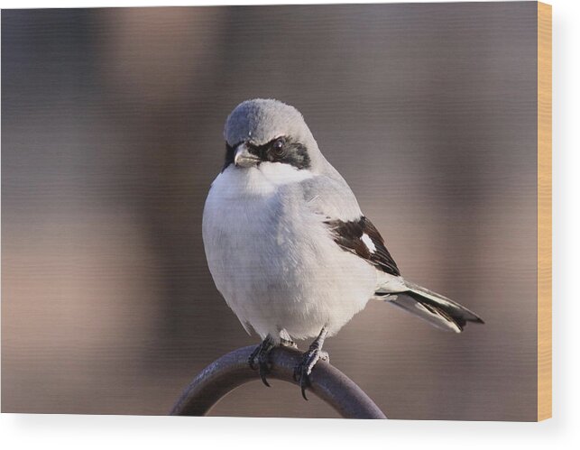 Shrike Wood Print featuring the photograph Loggerhead Shrike - Smokey by Travis Truelove