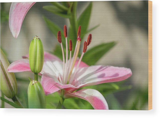 Lollipop Lily Wood Print featuring the photograph Lollipop Lily 2018-1 by Thomas Young