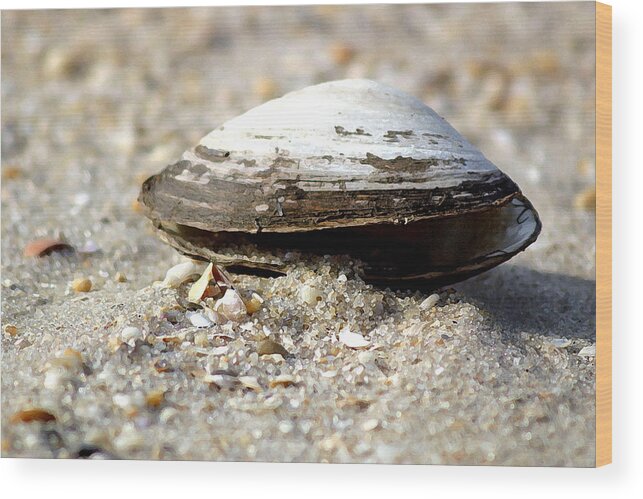 Shells Wood Print featuring the photograph Lone Clam by Mary Haber
