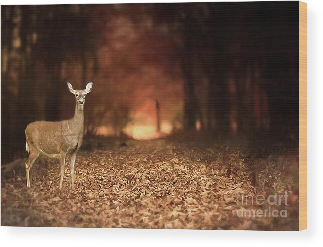 Lone Doe Wood Print featuring the photograph Lone Doe by Darren Fisher