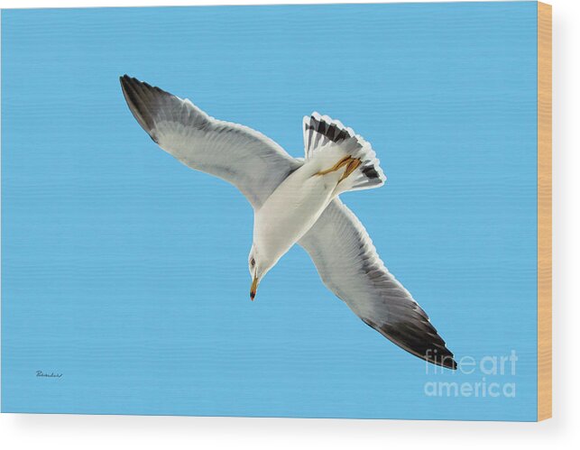 727b Wood Print featuring the photograph Lone Florida Seagull on Beach Patrol 727B by Ricardos Creations