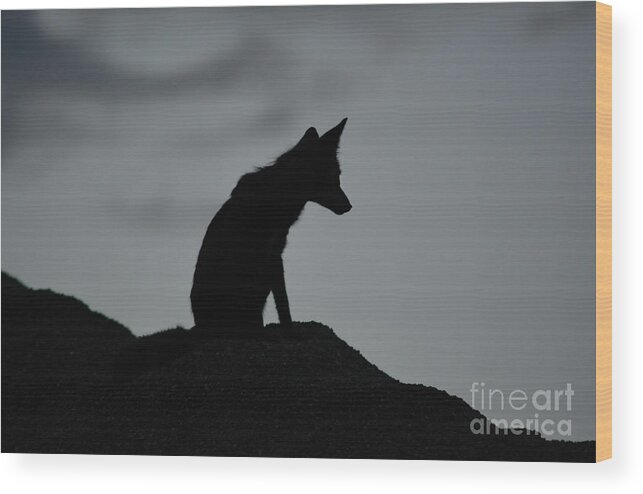 Fox Wood Print featuring the photograph Lone Fox by Vivian Martin