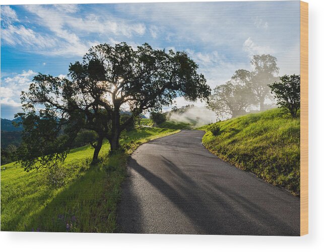 Figureoa Mountain Wood Print featuring the photograph Lone Oak on Figueroa Mountain Road by TM Schultze
