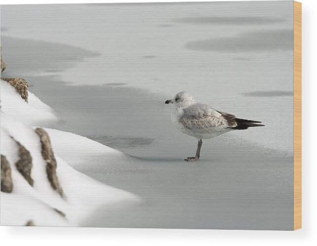 Atop Wood Print featuring the photograph Lone Seagull by Travis Rogers