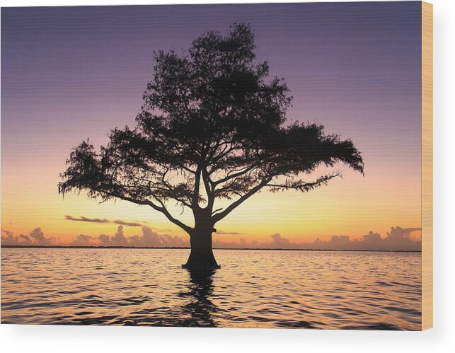 Blue Cypress Lake Wood Print featuring the photograph Lone tree at Blue Cypress Lake by Stefan Mazzola
