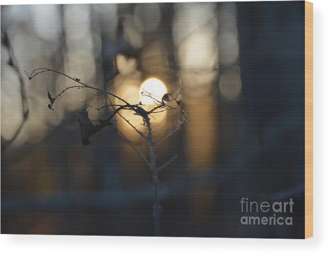 Adrian-deleon Wood Print featuring the photograph Lonely Tree Branch With Bokeh Love -Georgia by Adrian De Leon Art and Photography