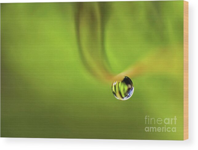 Photography Wood Print featuring the photograph Lonely Water Droplet by Kaye Menner