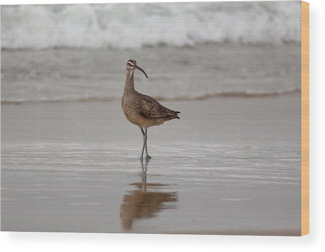 T50yp Wood Print featuring the photograph Long-Billed Curlew by Nicholas Miller