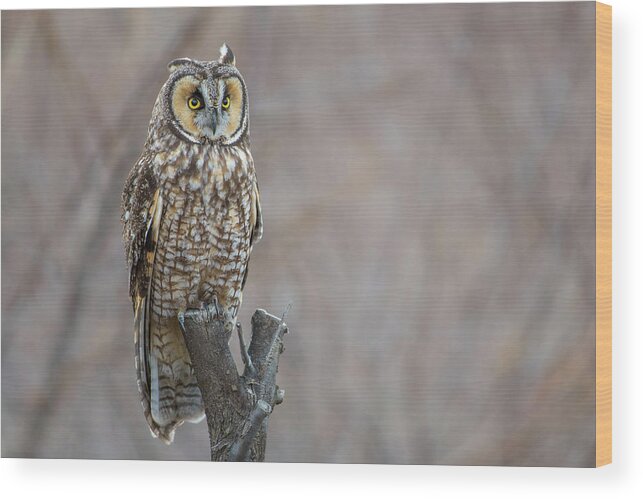 Long Eared Owl Wood Print featuring the photograph Long Eared Owl by Gary Kochel