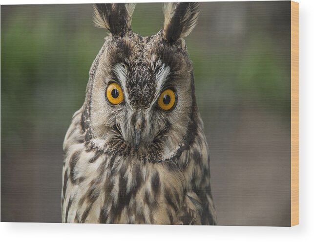 Long-eared Owl Wood Print featuring the photograph Long-eared Owl by Martina Fagan