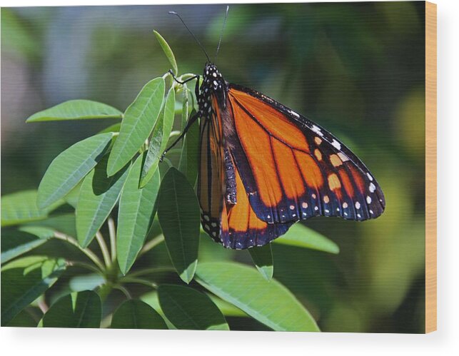 Monarch Wood Print featuring the photograph Long-since Retired by Michiale Schneider