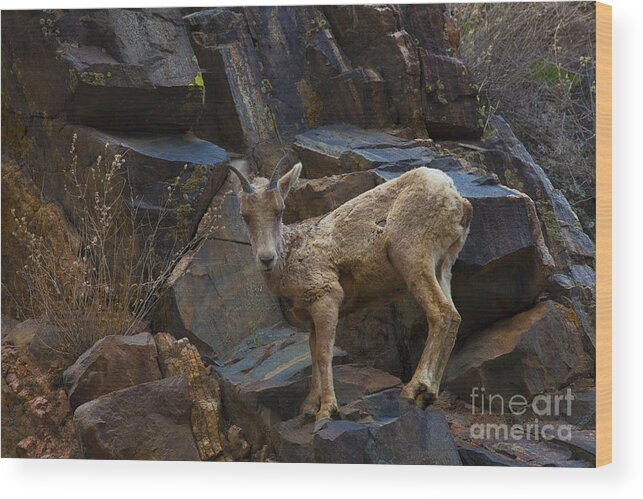 Big Horn Sheep Wood Print featuring the photograph Look Mom by Barbara Schultheis
