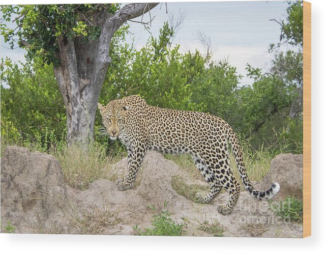 Elephant Plains Wood Print featuring the photograph Look of the Leopard by Jennifer Ludlum