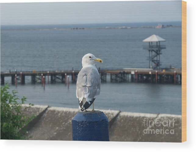 Seagull Wood Print featuring the photograph Look Out by Louise Magno
