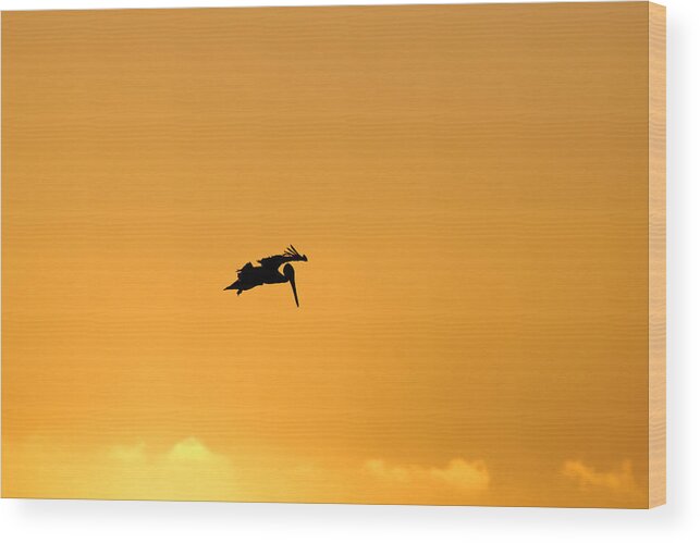 Animals Wood Print featuring the photograph Looking for Dinner -- Brown Pelican Silhouette in Morro Bay State Park, California by Darin Volpe
