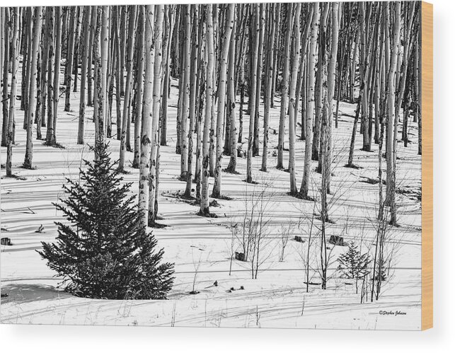 Aspen Wood Print featuring the photograph Looking Through The Aspen Black and White by Stephen Johnson