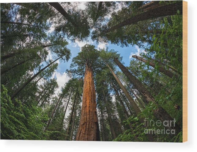 Trees Wood Print featuring the photograph Looking Up by Dianne Phelps