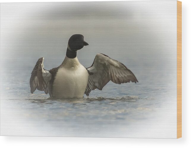 Loon Wood Print featuring the photograph Loon 1 by Vance Bell