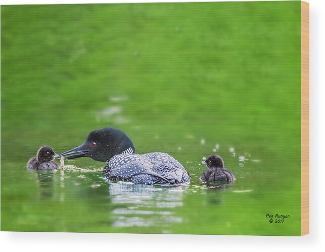 Common Loon Wood Print featuring the photograph Loon with Chicks by Peg Runyan