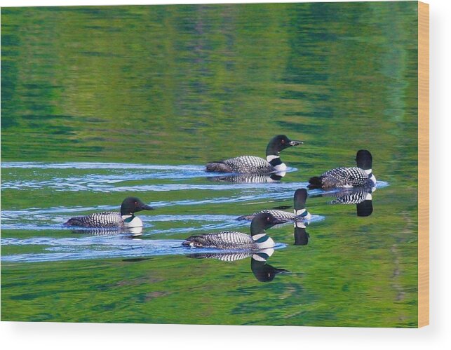  Wood Print featuring the photograph Loons in Green Lake by Polly Castor