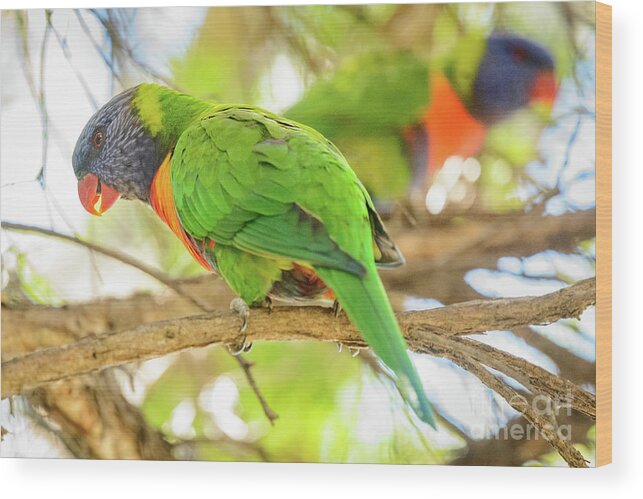 Wildlife Wood Print featuring the photograph Lorrikeets 02 by Werner Padarin