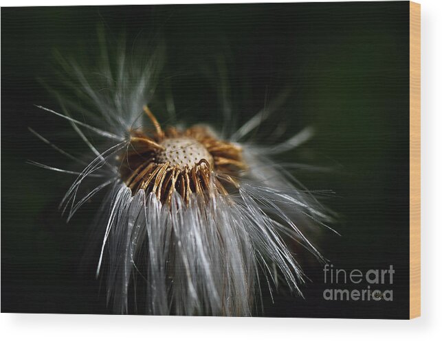 Dandelion Wood Print featuring the photograph Losing It by Lois Bryan