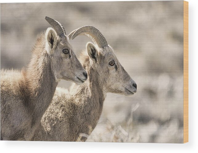 Desert Bighorn Sheep Wood Print featuring the photograph Lost In Meditation by Dennis Bolton