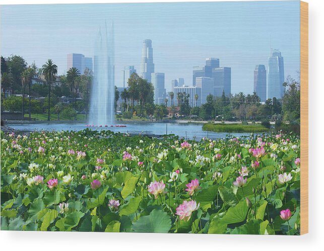 Echo Park Wood Print featuring the photograph Lotus Blooms and Los Angeles Skyline by Ram Vasudev