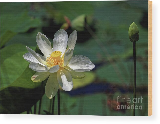 Lotus Wood Print featuring the photograph Lotus Blossom by Paul Mashburn