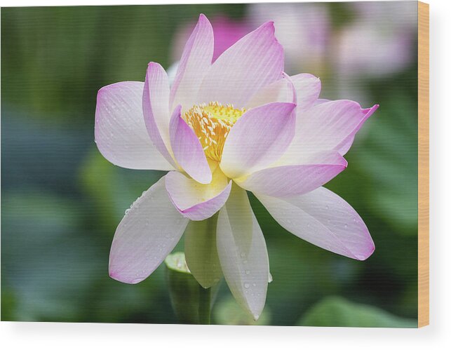 Lotus Wood Print featuring the photograph Lotus by Edward Kreis