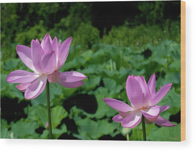 Lotus Wood Print featuring the photograph Lotus--Sisters ii DL0083 by Gerry Gantt