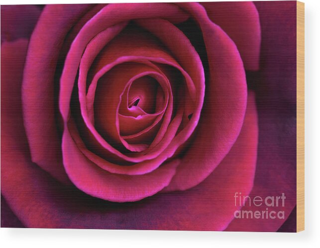 Rose Wood Print featuring the photograph Love is a Rose by Linda Lees