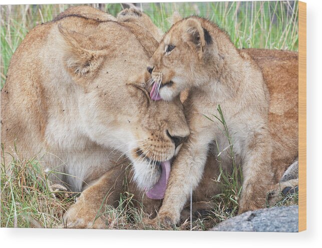 Africa Wood Print featuring the photograph Love you mommy. by Usha Peddamatham