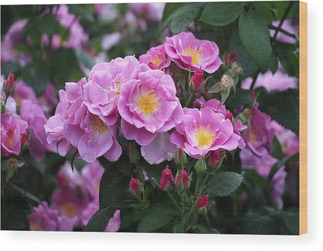 Roses Wood Print featuring the photograph Lucky Floribunda Roses by Rona Black
