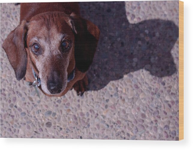Dog Wood Print featuring the photograph Lucy by Lora Lee Chapman