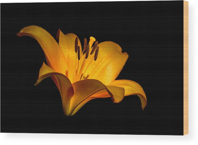 Lilly Wood Print featuring the photograph Luminous Lilly by Len Romanick
