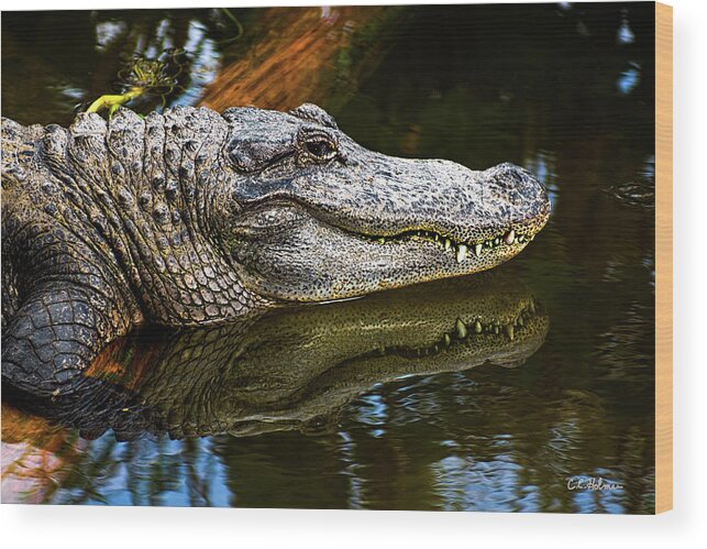 Alligator Wood Print featuring the photograph Lump On A Log by Christopher Holmes