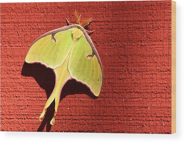 Nature Wood Print featuring the photograph Luna Moth on Red Barn by Sheila Brown