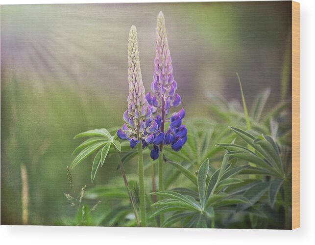 Lupines Wood Print featuring the photograph Lupine Duet by Natalie Rotman Cote