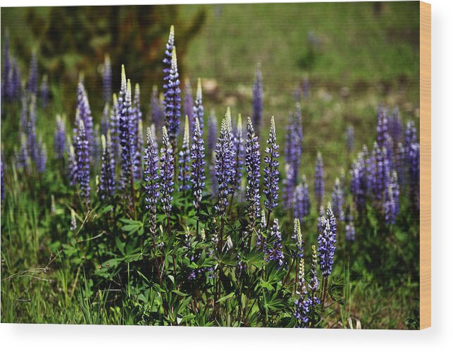 Lupine Wood Print featuring the photograph Lupine in Montana 2 by Whispering Peaks Photography