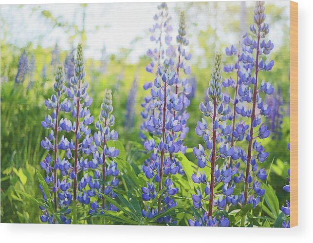 Lupines Wood Print featuring the photograph Lupines by Holly Ross