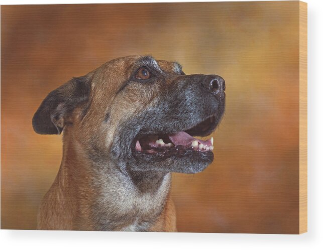 Animal Wood Print featuring the photograph Mabel by Brian Cross