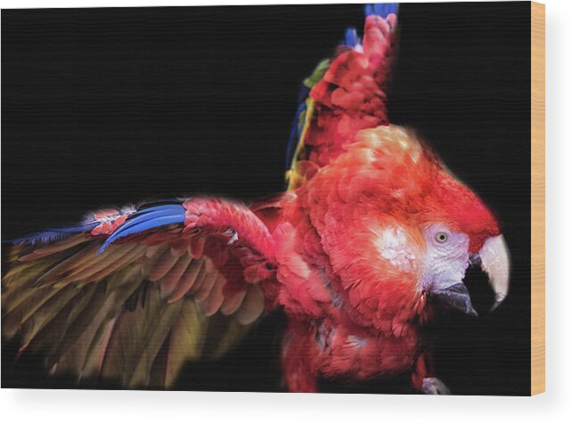 Bird Wood Print featuring the photograph Macaw by Martin Newman