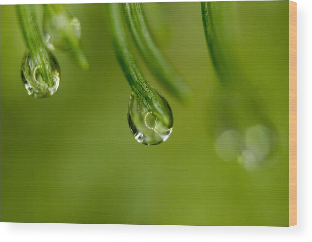 Macro Wood Print featuring the photograph Macro Droplets by Tammy Chesney