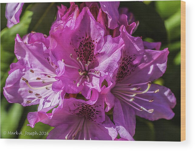 Macro Wood Print featuring the photograph Macro Flower by Mark Joseph