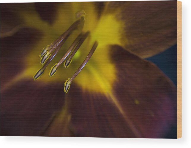 Lily Wood Print featuring the photograph Macro Lily by Roni Chastain